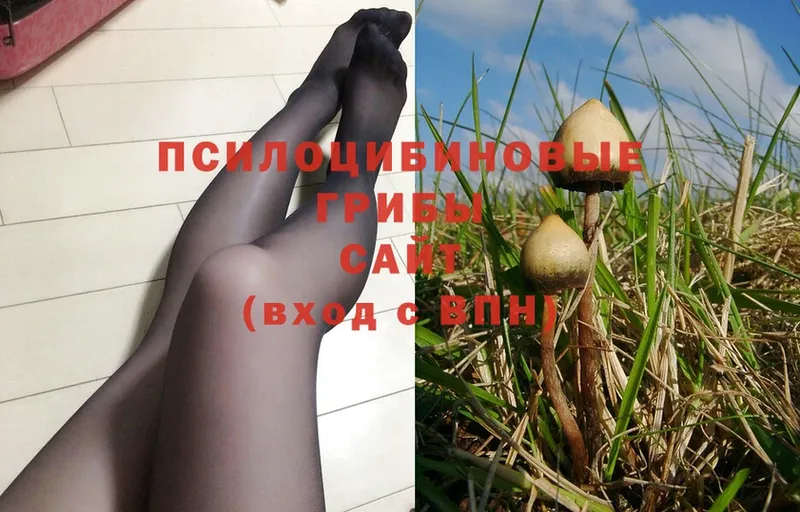 Псилоцибиновые грибы Psilocybe  где найти наркотики  Гагарин 